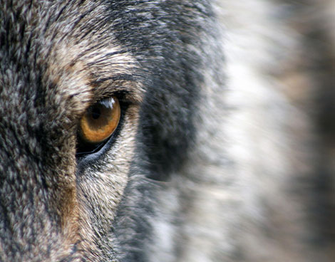eye-animal-wolf